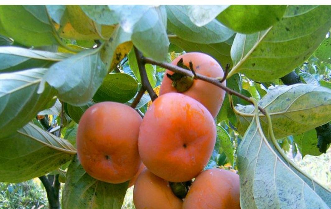 简阳市日本甜柿子苗  甜脆柿子树苗自家苗圃种植嫁接甜柿子树苗大量出