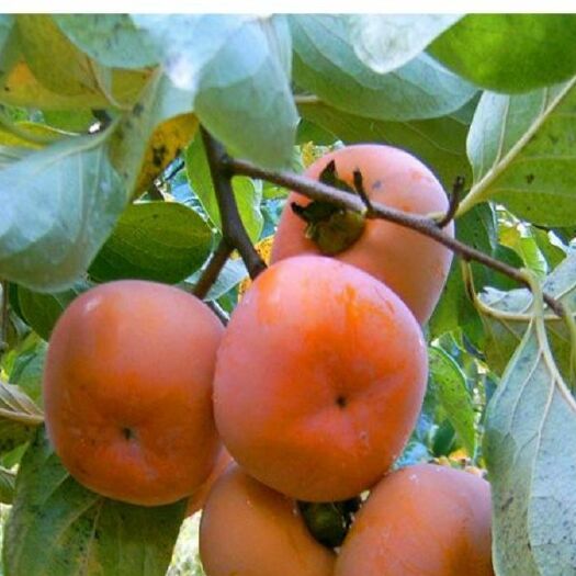 甜柿子苗  甜脆柿子树苗自家苗圃种植嫁接甜柿子树苗大量出