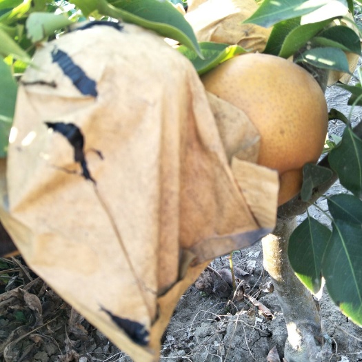 蒙城县 梨品质优，价格低
