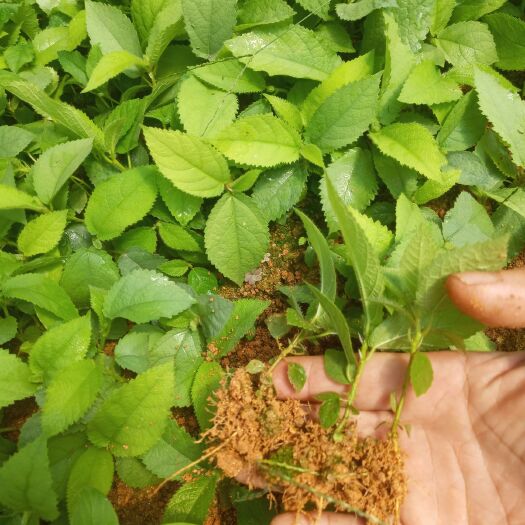 灵山县五指毛桃苗 五指毛桃药食两用，种植周期一年半收获