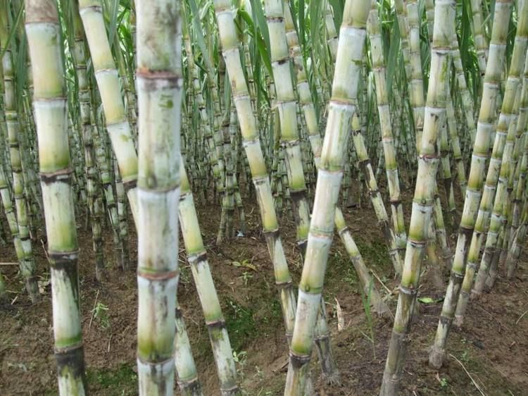 绿皮甘蔗青皮甘蔗陶山甘蔗果蔗雪蔗