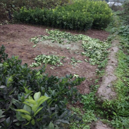 重庆市纽荷尔脐橙苗  重庆凯跃苗木种植农民专业合作社