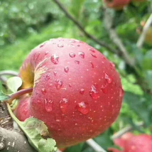 盐源县 离城市最远，离太阳最近的大凉山的糖心丑苹果🍎