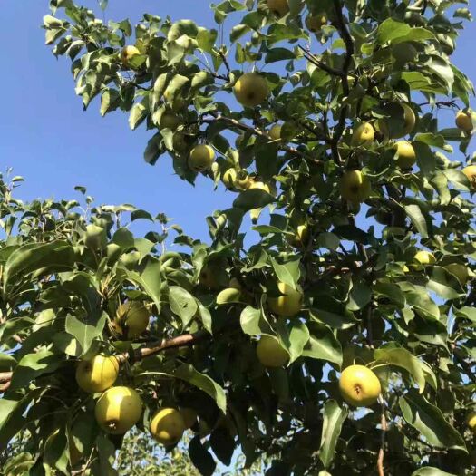 大石桥市 尖把梨