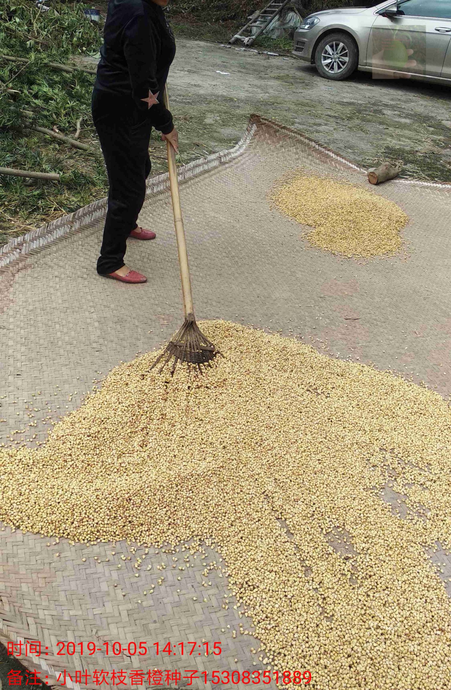 小叶软枝香橙种子基地直售