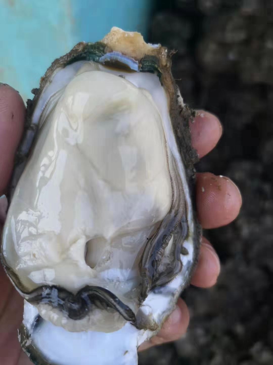  珠海，台山，湛江，阳江生蚝小包装鲜活牡蛎五斤礼品装