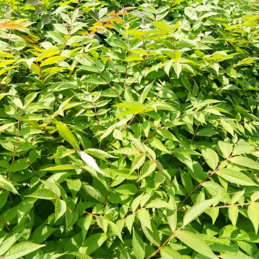 桓仁县黄柏种苗