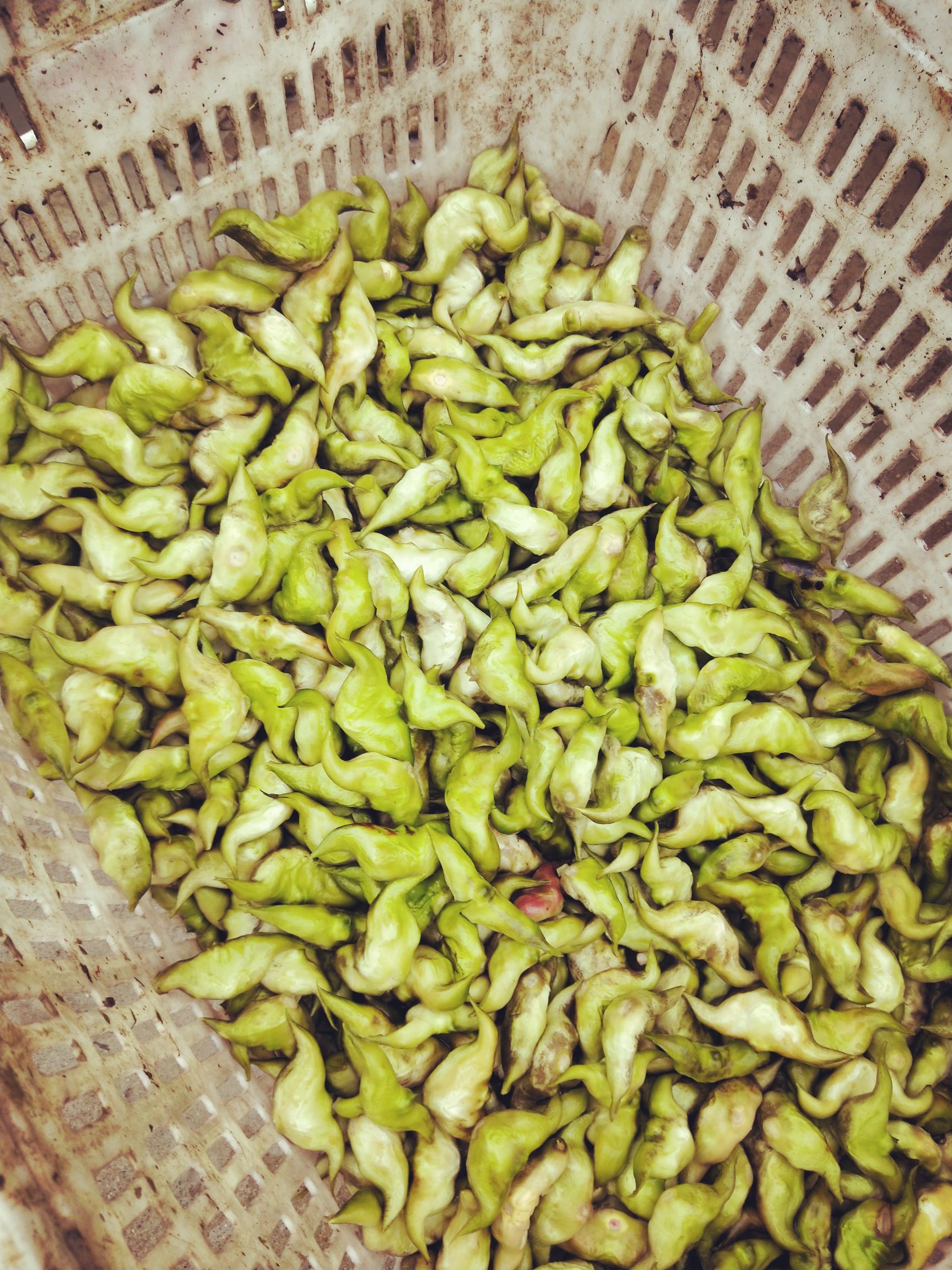  大量批发菱角