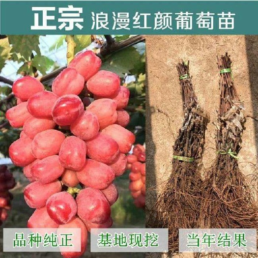 平邑县 浪漫红颜葡萄苗，品种纯正，假一赔万，提供技术指导