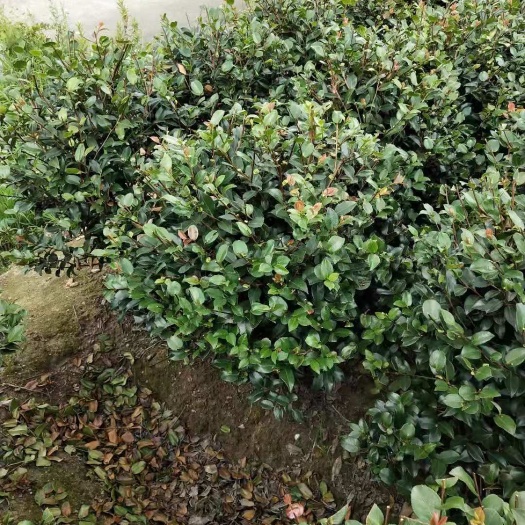 宁波 浙江宁波60～70茶梅球，密度高，土球好不烧枝，数量大
