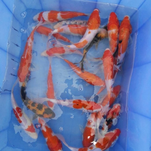 广州 红白锦鲤，三色锦鲤，日本锦鲤，锦鲤水花等