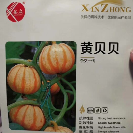 郑州黄贝贝南瓜种子