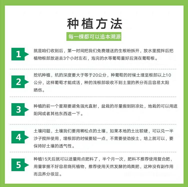 沙糖桔苗 沙糖桔子苗 嫁接金桔苗 当年挂果