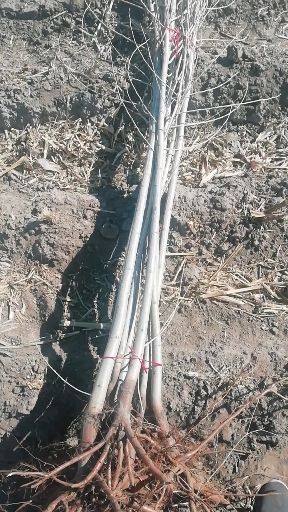  两根两杆  三根两杆小城黑杨树苗 胸径1公分以上 自产批发