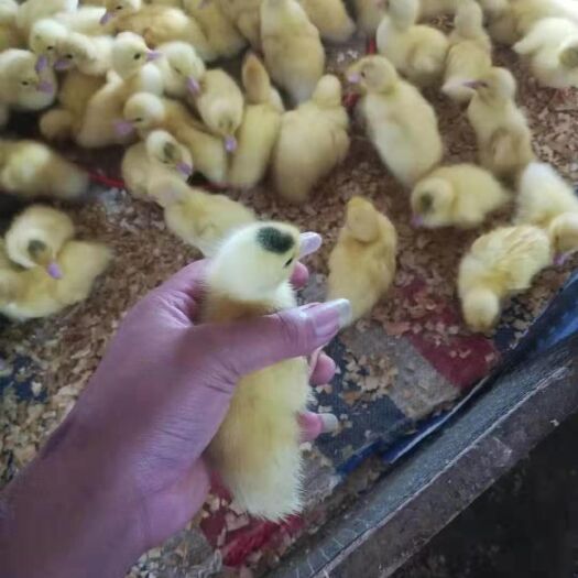 南宁 一点头鸭苗