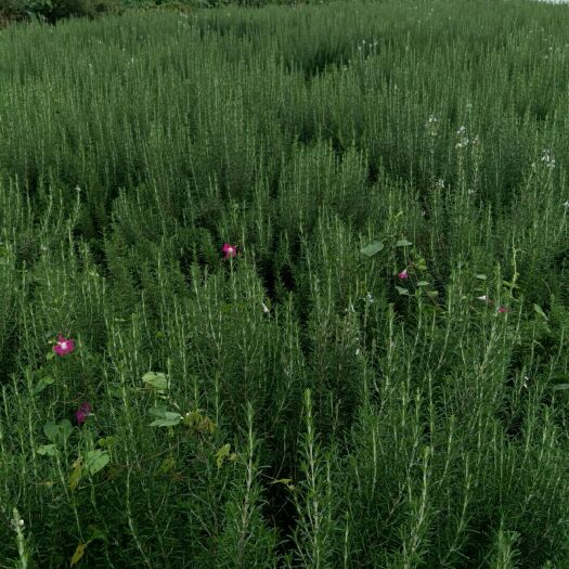 渑池县 祥发迷迭香种植基地
