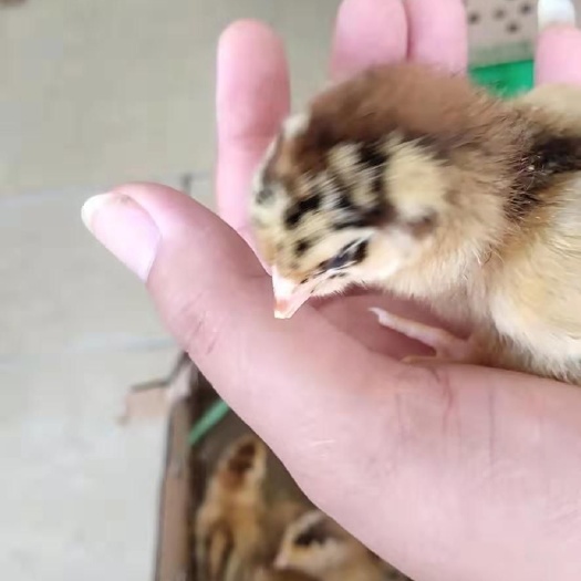 南宁 良凤花鸡苗
