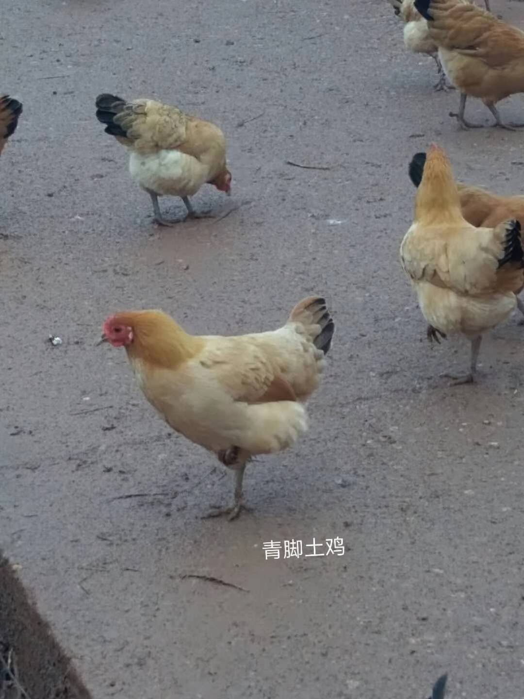  纯种青脚土鸡苗农家散养土鸡苗岭南黄土鸡苗湖南出壳苗包疫苗