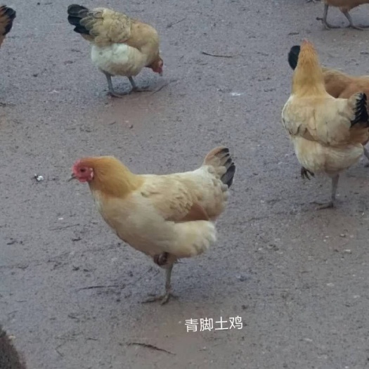 衡阳 纯种青脚土鸡苗农家散养土鸡苗岭南黄土鸡苗湖南出壳苗包疫苗
