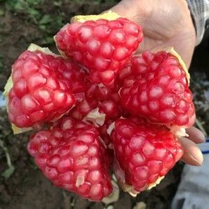 灵宝市突尼斯软籽石榴 0.8 - 1斤