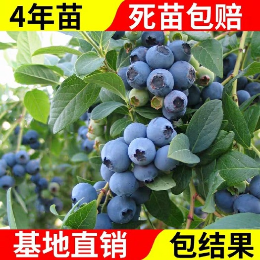 平邑县 盆栽，地栽，蓝莓苗，当年结果，包品种，包成活