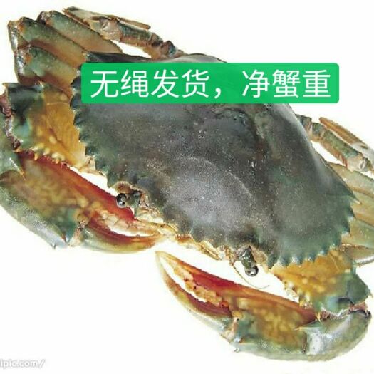  福建青蟹膏蟹水产鲜特产菜蟹红鲟