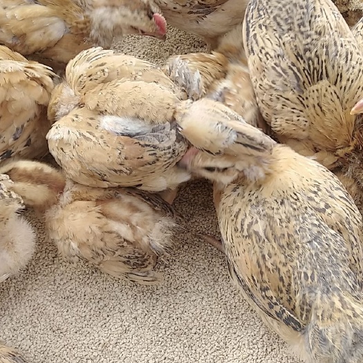 邵阳县 脱温鸡苗。鸭苗。