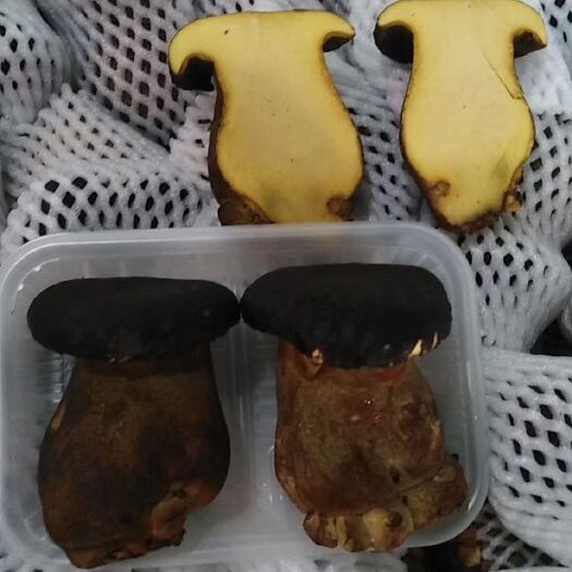 广州 新鲜黑牛肝菌
