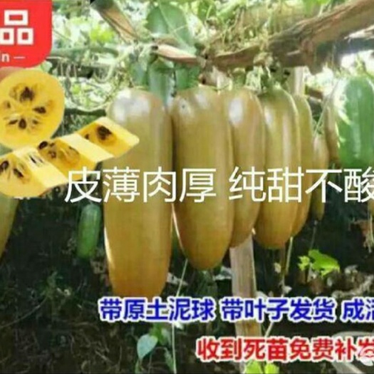 灵山县新冬瓜百香果苗一个2斤南北可种四季可种盆栽地栽冬瓜百香果纯