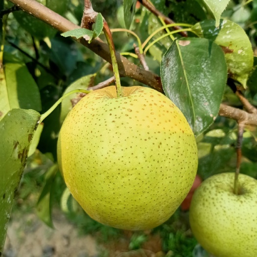 赵县 雪花梨，万亩基地，品质好保质保量，寻找有势力釆购商，加工厂