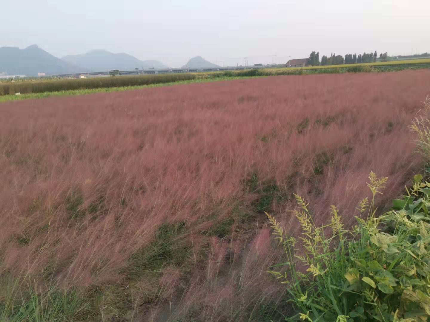 粉黛乱子草 粉黛乱子草基地供应 粉黛乱子草批发粉黛乱子草价