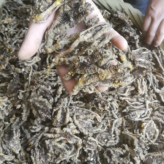 石柱黄连 高含量，基地直销