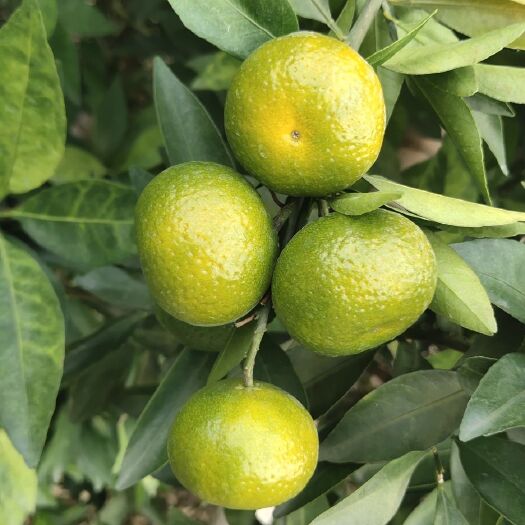 融安县蜜桔 3.5 - 4cm 1两以下