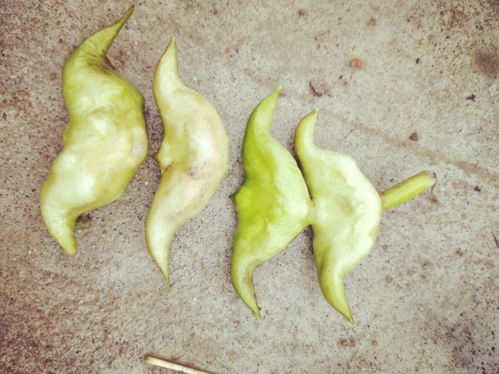  大量批发菱角