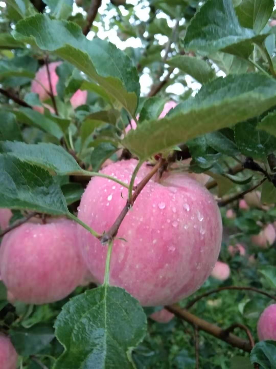 冰糖心苹果 冰糖心富士大量上市了