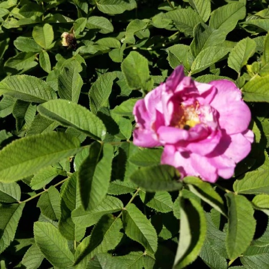 青州市四季玫瑰 玫瑰 绿化苗木 观花植物 花卉盆景