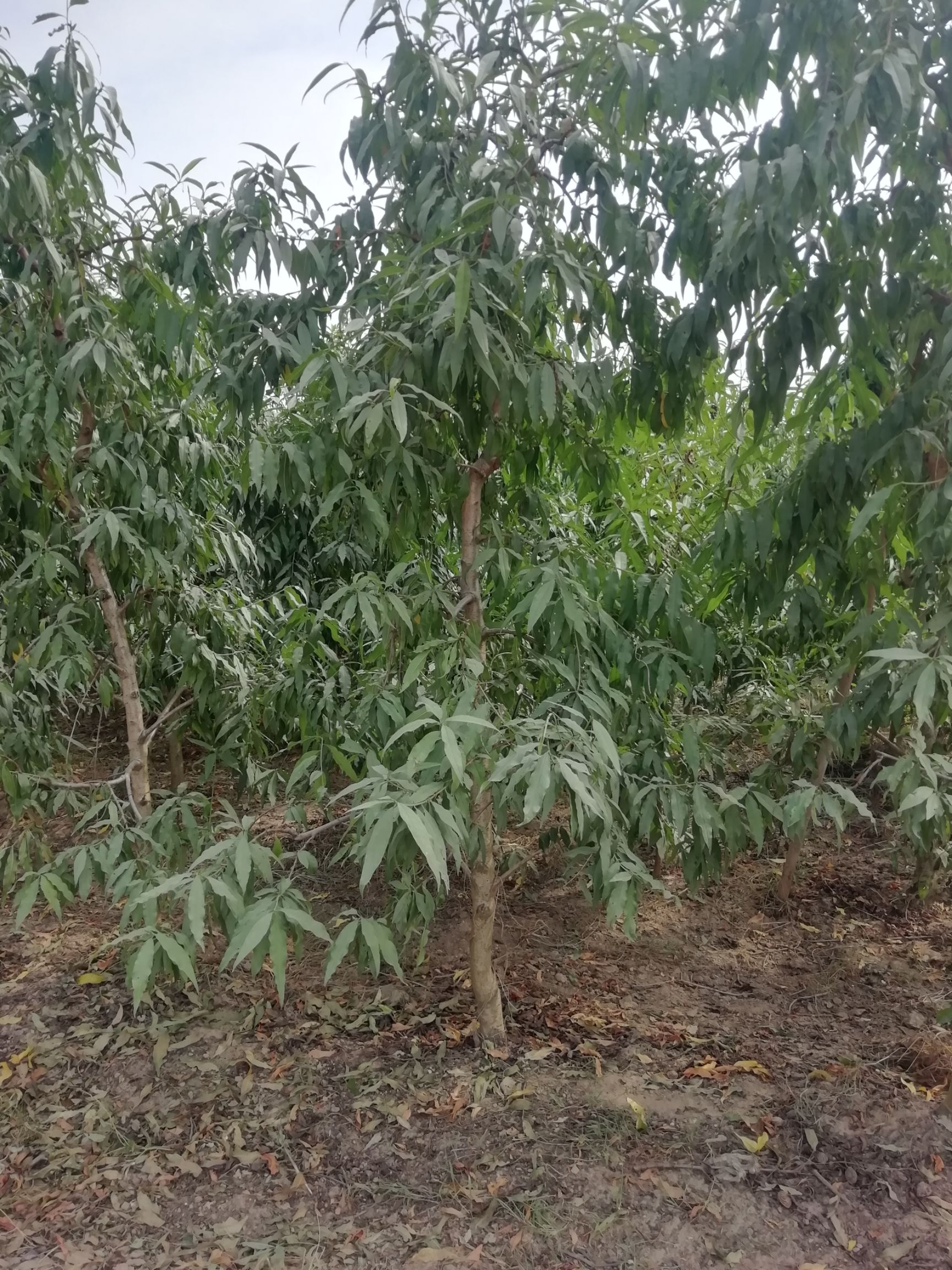 毛桃苗  5公分占地桃树