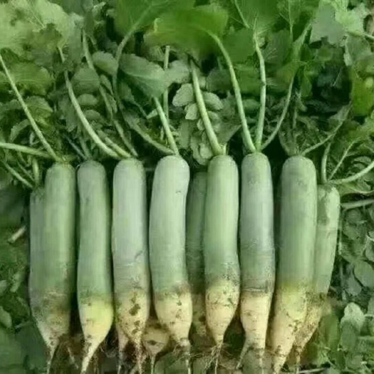 濰坊冰激凌水果蘿卜，濰坊水果蘿卜種植基地，產(chǎn)地批發(fā)價(jià)格便宜