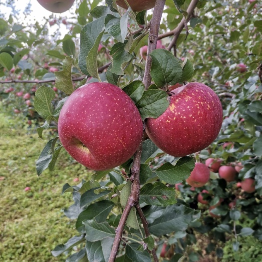 盐源县 糖心苹果