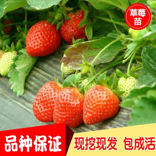 平邑县 新草莓苗，奶莓，法兰地，妙香，红颜，四季草莓等各种草莓苗