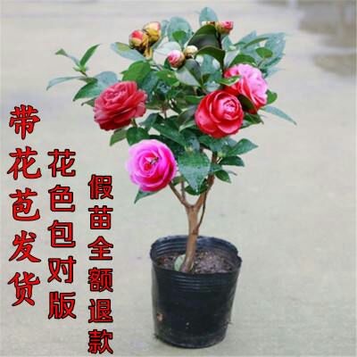 平邑县 茶花苗  带花苞带原土发货   全国包邮