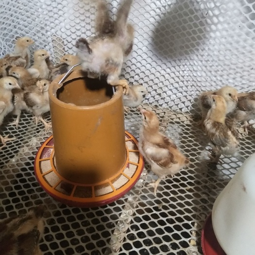 金沙县肉鸡苗 统货