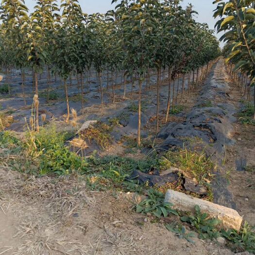 卢龙县苹果树苗 2-5公分的苹果树