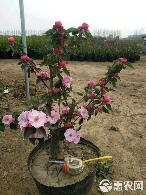  盆栽海棠花  当年开花   全国包邮  保证成活率