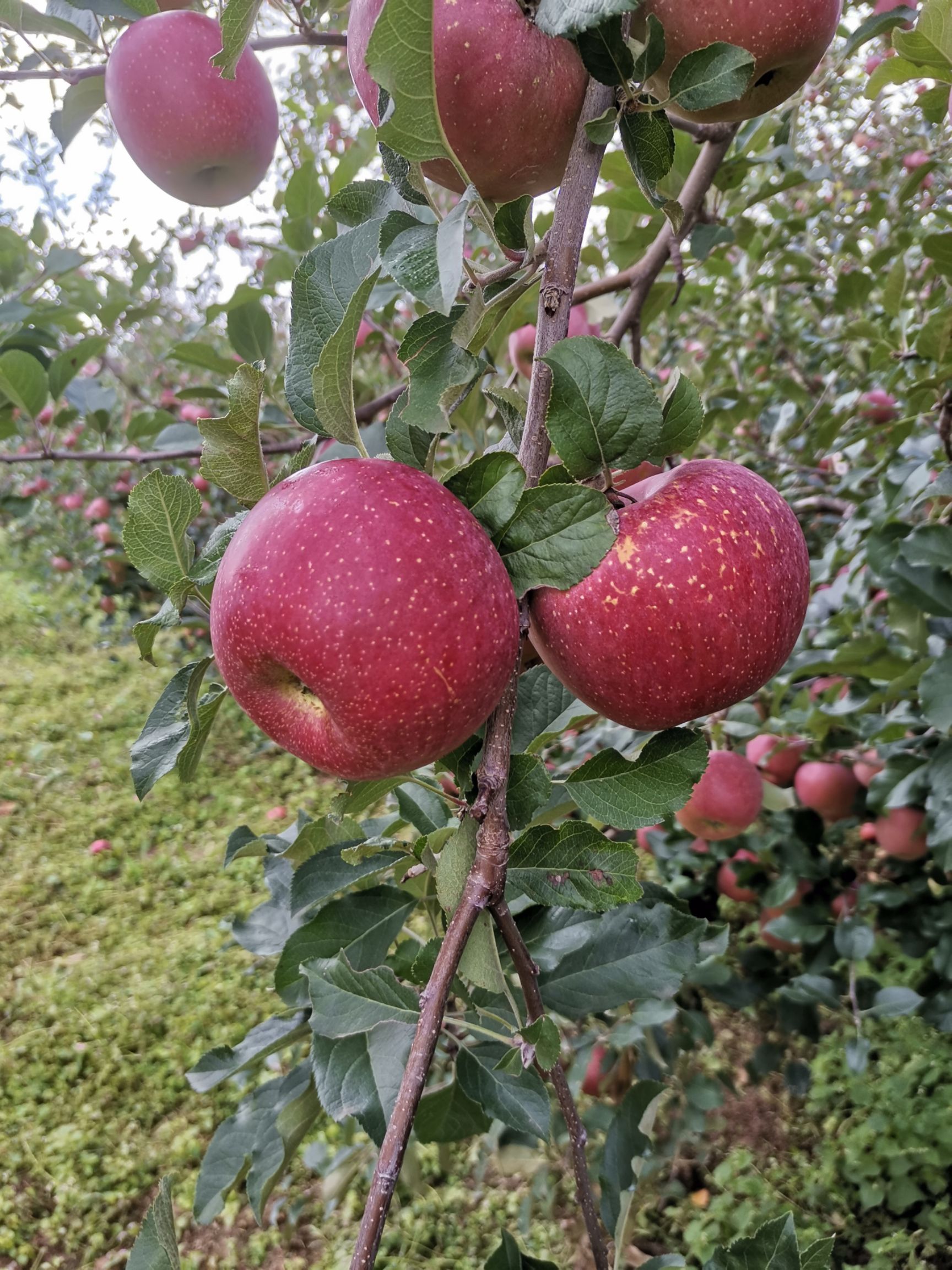 大凉山盐源苹果