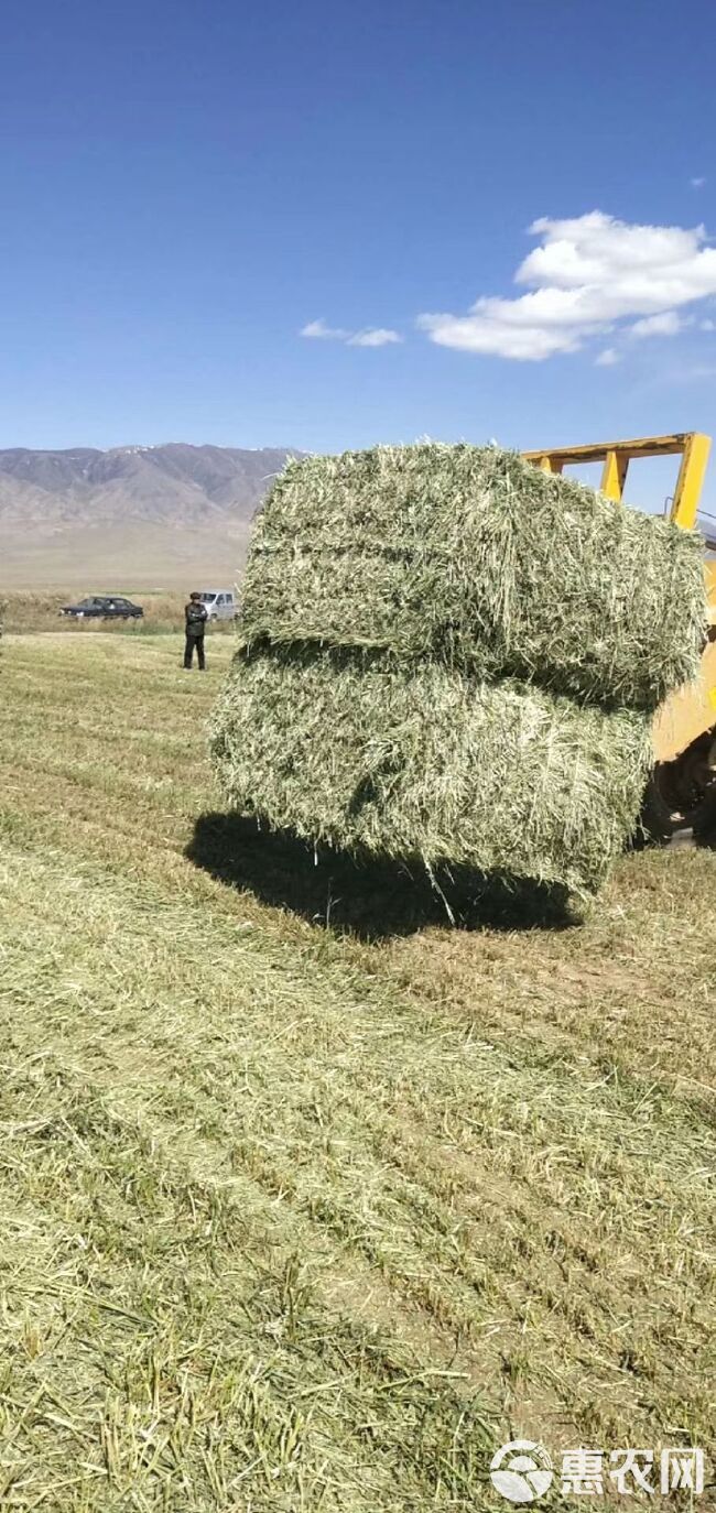  燕麦草