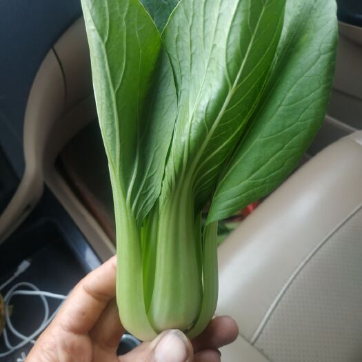 商丘 精品大中小颗油菜，通货，长期供应