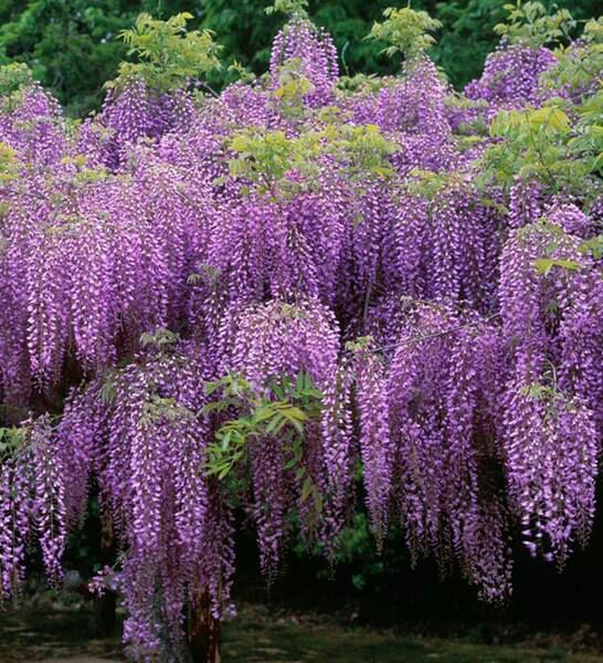 多花紫藤树苗 紫藤苗盆栽紫藤花苗 当年开花 全国包邮