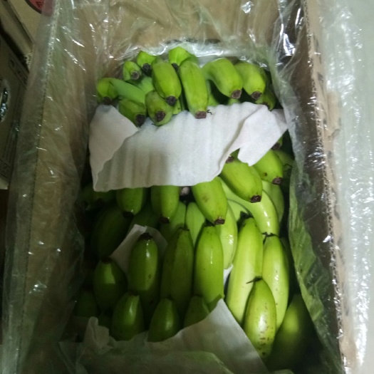邯郸 广西便宜香蕉