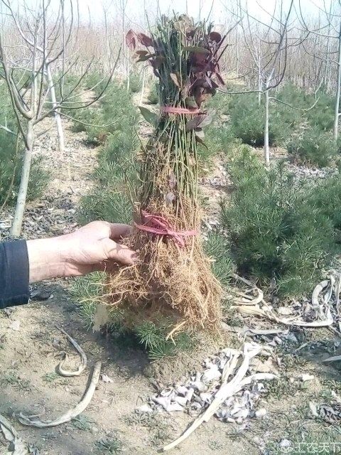 小叶扶芳藤 小叶复脏腾
